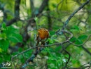 Robin - Rudzik